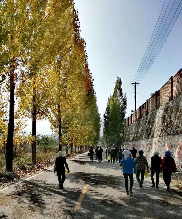 植物百科,植物百科视频