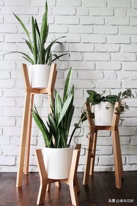 花盆里的杂草到底要不要拔,花盆里的杂草应当拔掉还是剪掉