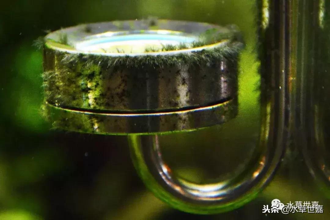 草缸常见10种藻类的解决方法,草缸藻类生物防治方法