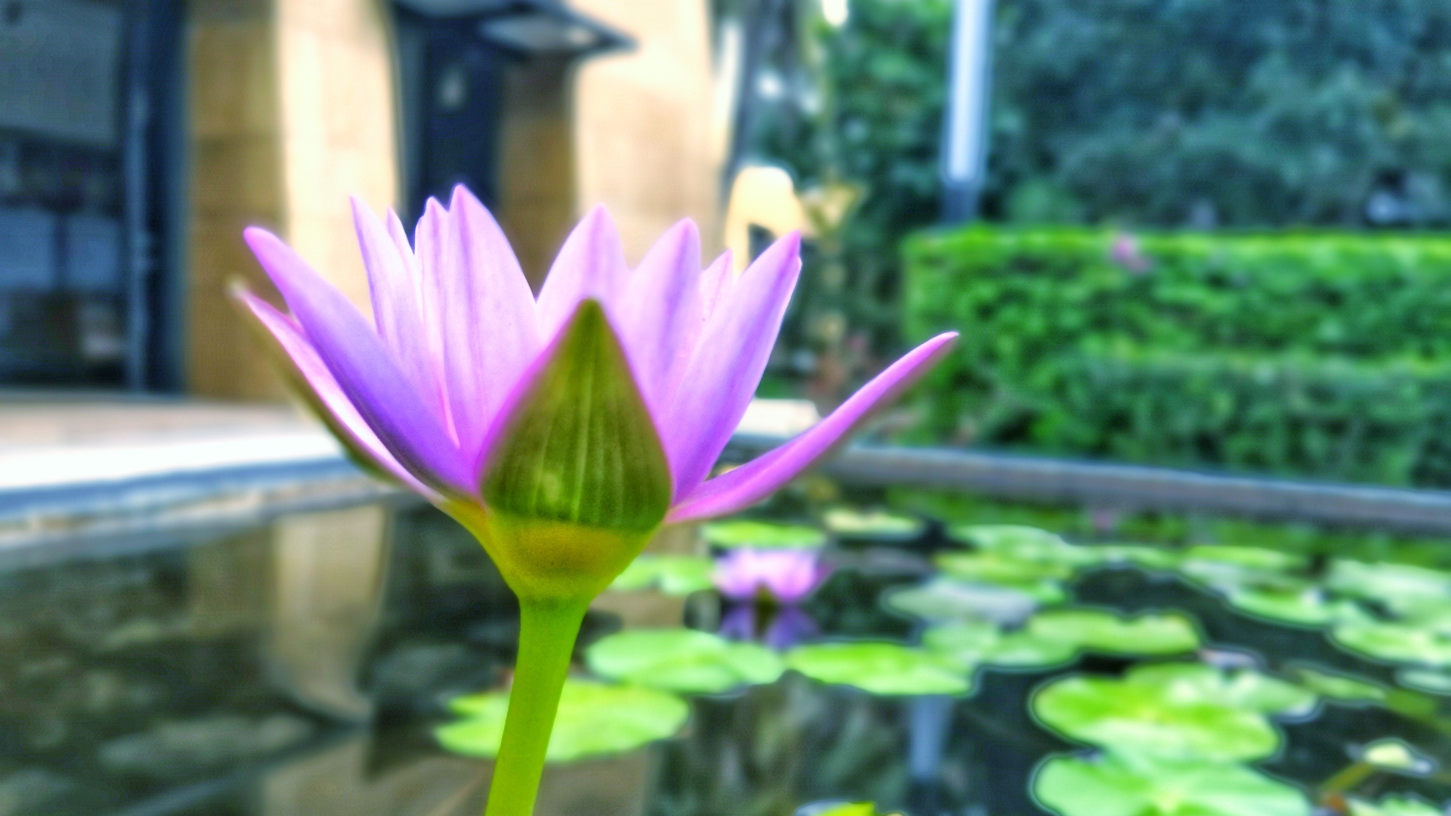 都是网红惹的祸，三亚万丽为何被称为最适合父母和宝宝住的酒店？