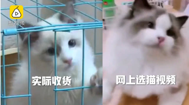 500块钱的布偶猫被骗,男子捡漏1000元买了布偶猫