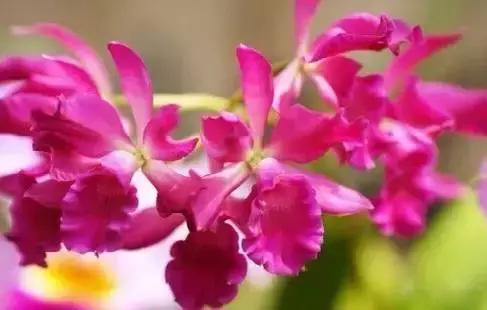 世界各国国花大开眼界美到爆,世界各国国花及国树