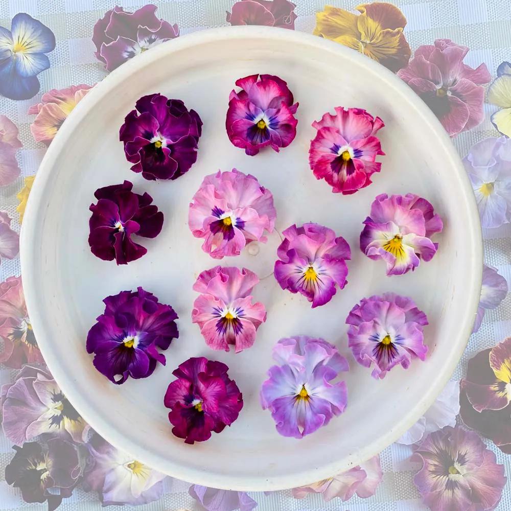 角堇和皱边角堇哪个花大,皱边角堇和穗边角堇的区别