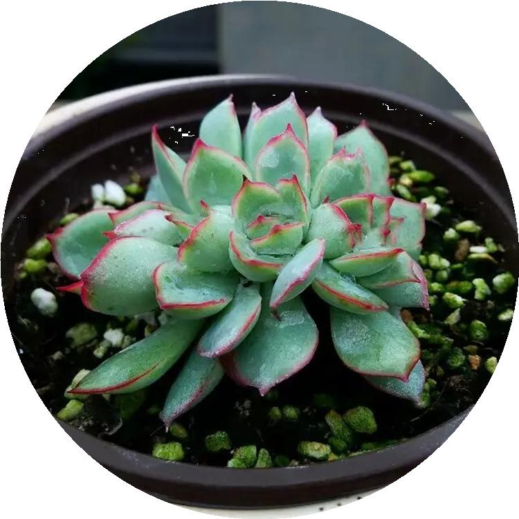 淋雨后多肉喷什么药,多肉淋雨后叶片皱了怎么办