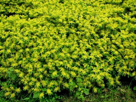 宝塔菜是什么样的植物,石板菜的生长习性