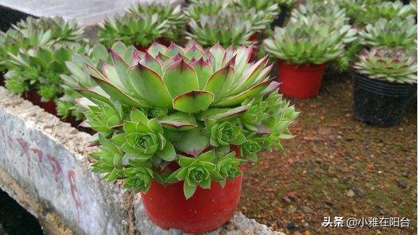 养观音的正确方法,怎么养才能让观音莲长出好多小莲