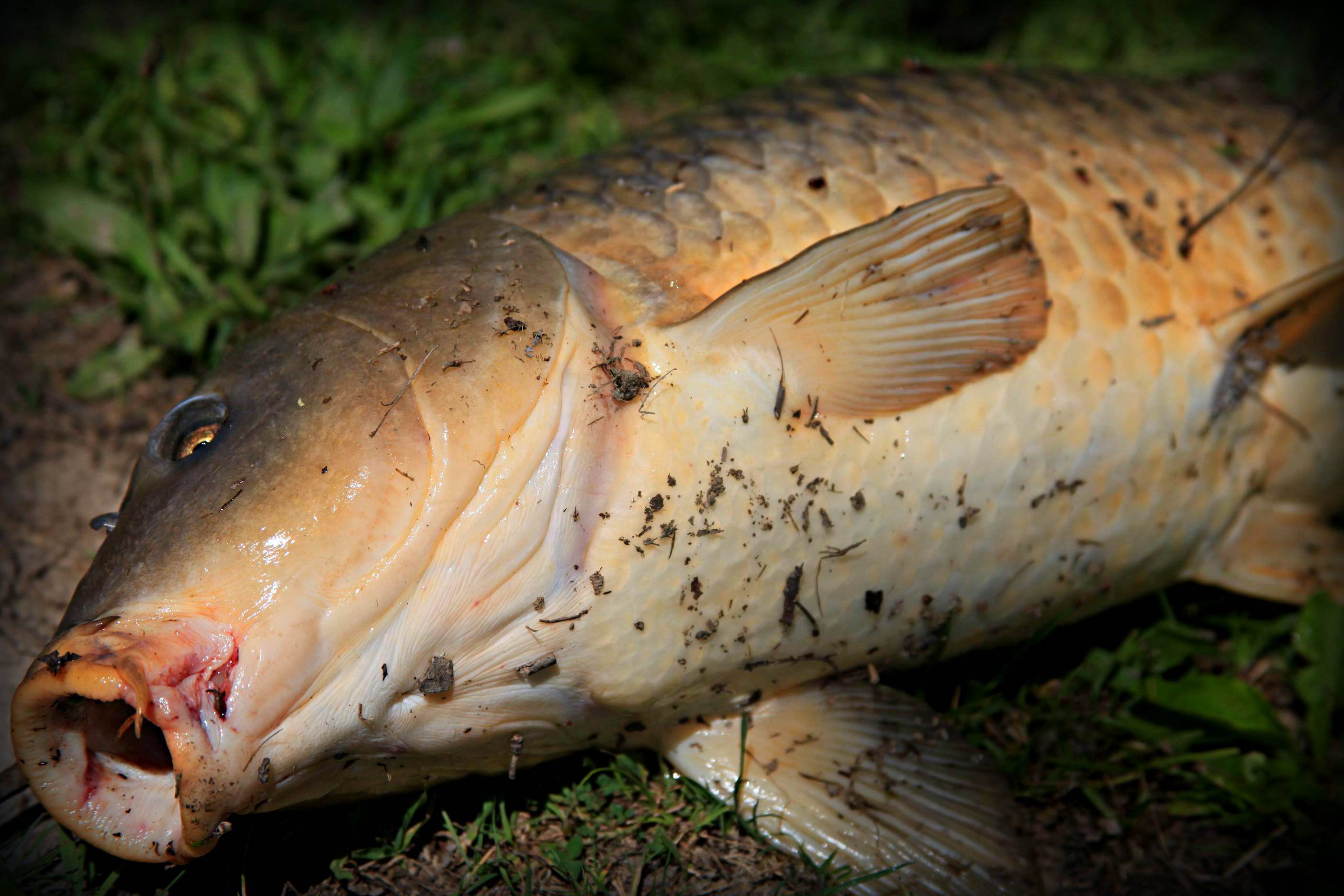 为什么河里水草多钓不到鱼,有水草一定要钓水草边吗