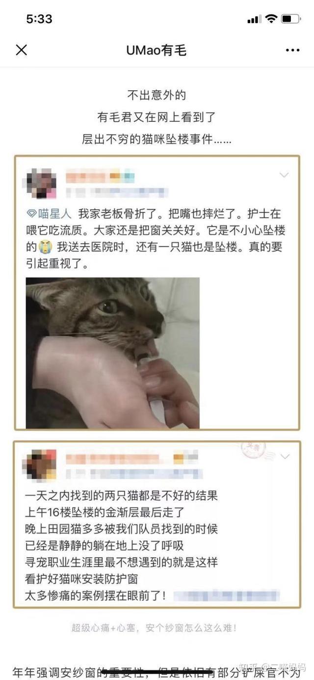 新手铲屎官去宠物店需要注意什么,新手铲屎官的真实故事