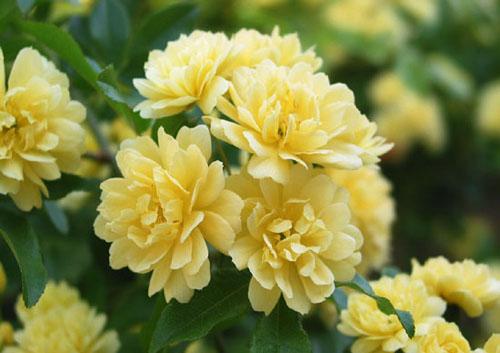 适合院子种的藤本月季品种,适合两广种植的浓香型藤本月季