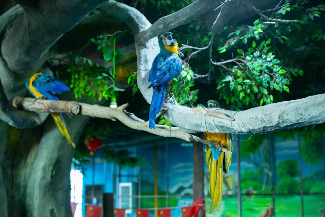 鏄嗘槑钀屽疇鍔ㄧ墿涓婚涔愬洯,鏄嗘槑瀹ゅ唴钀屽疇涔愬洯