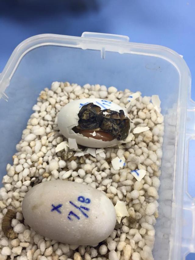 高背陆龟乌龟,饼干陆龟幼龟