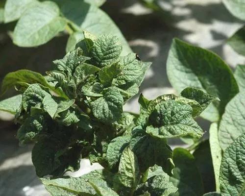 马铃薯常见病虫害及防治方法,马铃薯病虫害诊断与防治论文