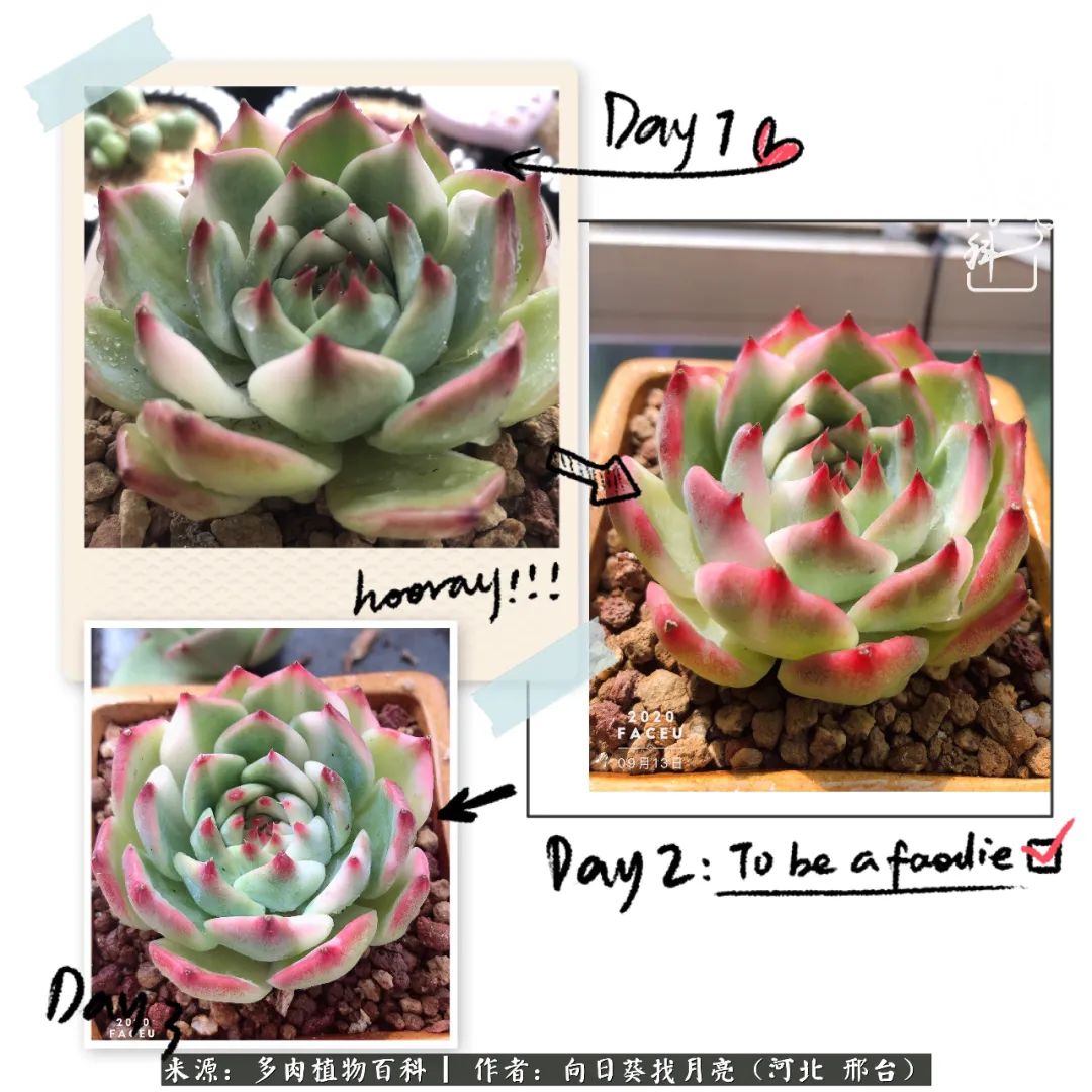 耐高温适合露养的多肉,冬日的露养多肉