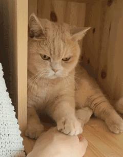 如何让猫主动去亲你,怎么让猫接受亲亲