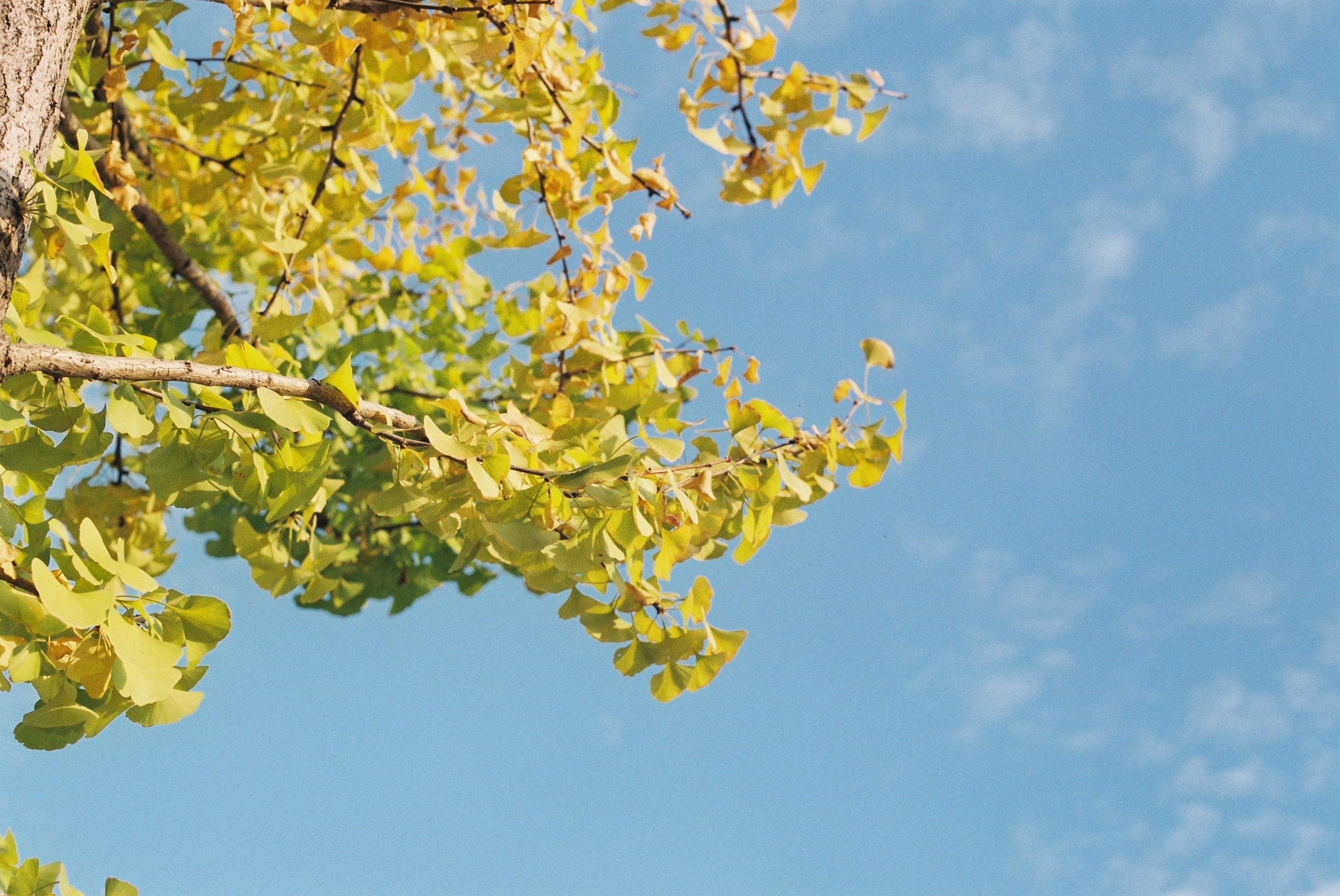 胶片拍出来不晒是什么样子的,日系胶片拍摄过程