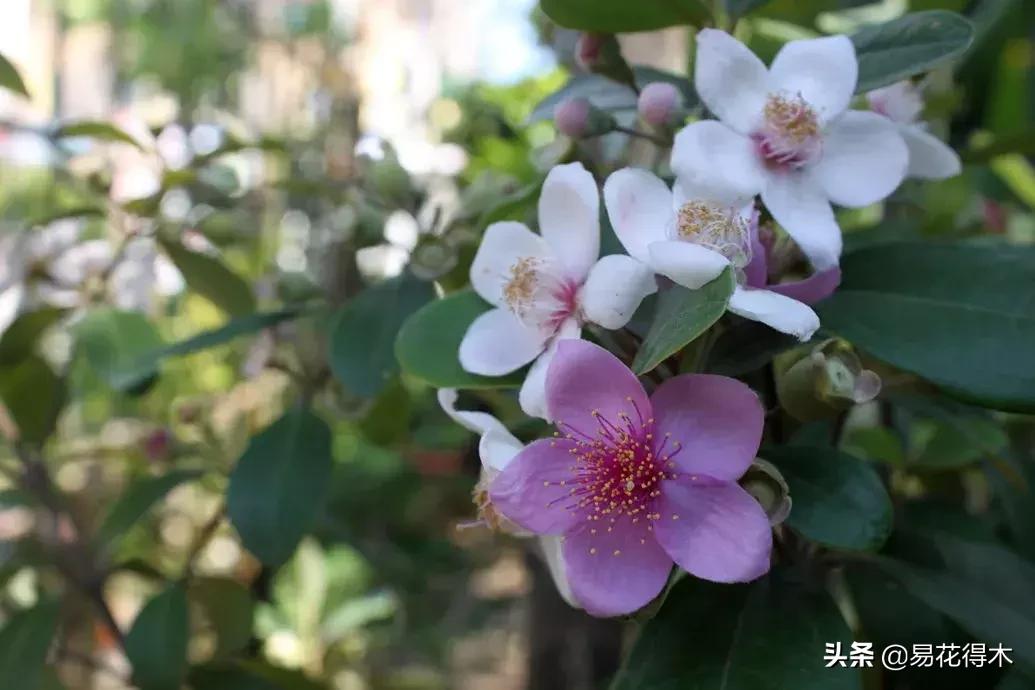 桃金娘的正确使用方法,桃金娘1月份怎么养