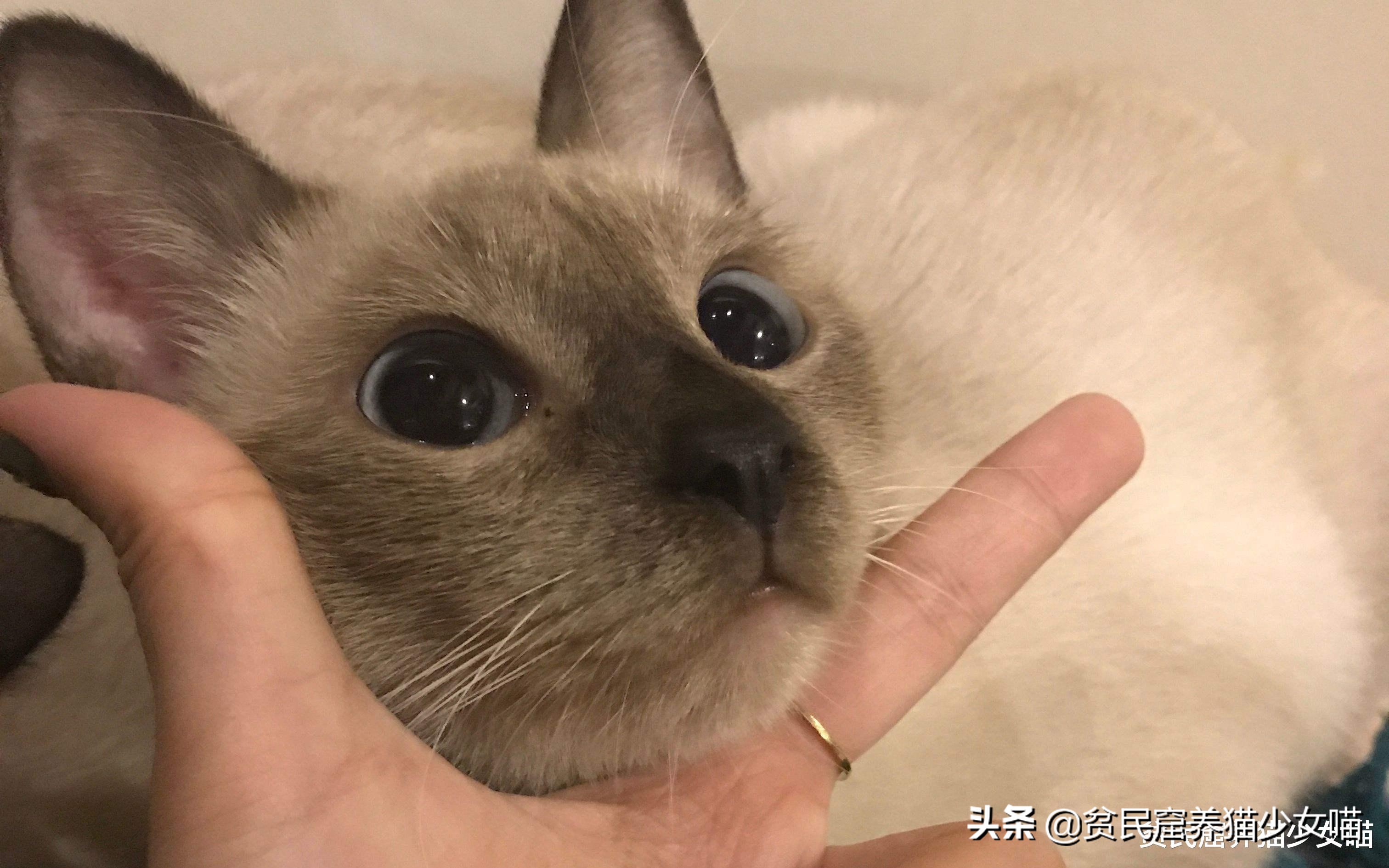 猫中之狗?挖煤的?温变猫咪?揭秘你不知道的暹罗猫