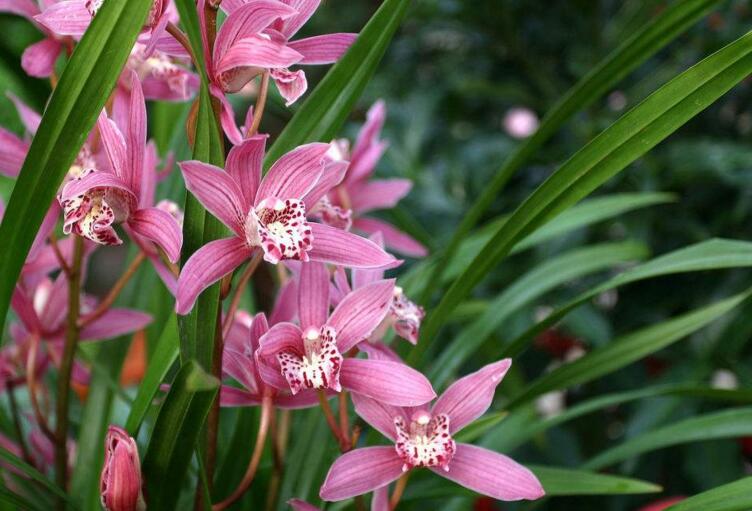 花草*局骗**幽兰自怜何人知