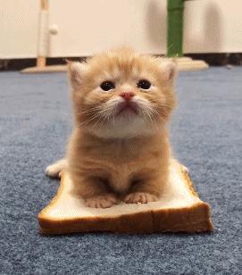 猫和老虎能杂交生育吗,猫和老虎可以生育吗