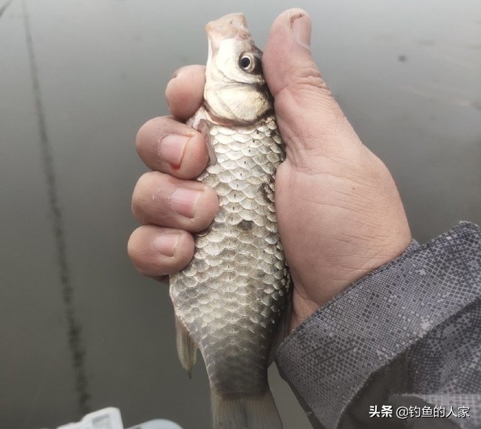野钓收获一尾九斤大鲫鱼,野钓十多斤白条鲫鱼