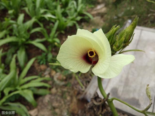 黄秋葵育苗移栽,大棚秋葵新品种