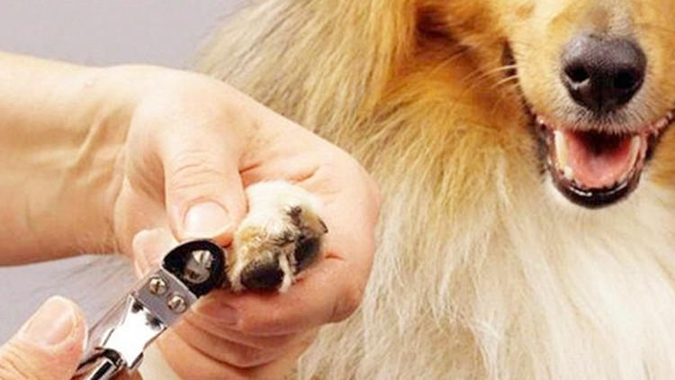 我家狗居然有脚臭！这要怎么办