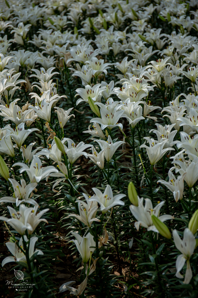 江南百年园林,江南私家园林所蕴含的人文情怀