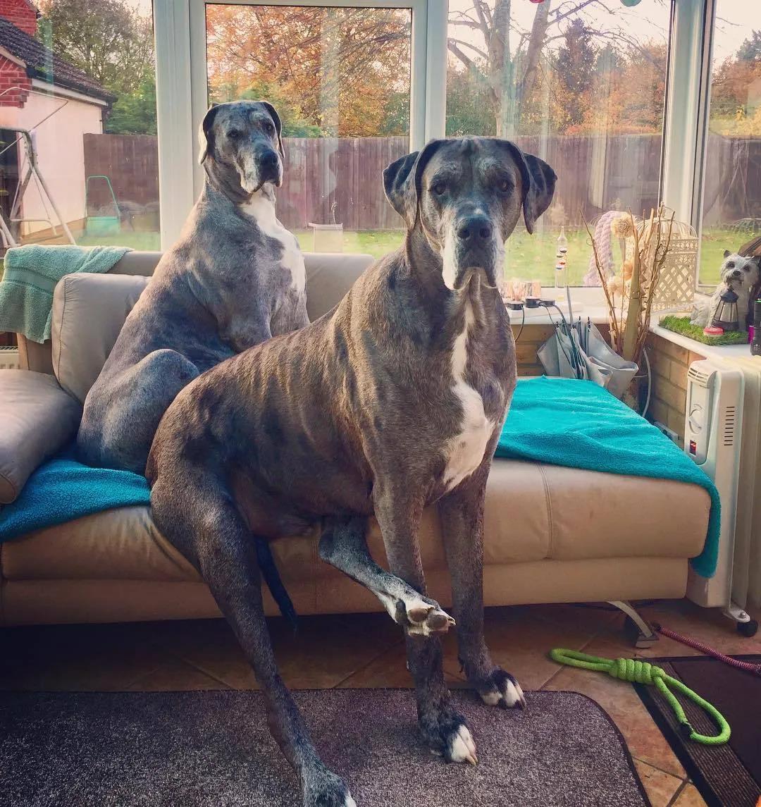 盘点世界上最大的十种狗狗,世界上最大的狗狗品种是什么