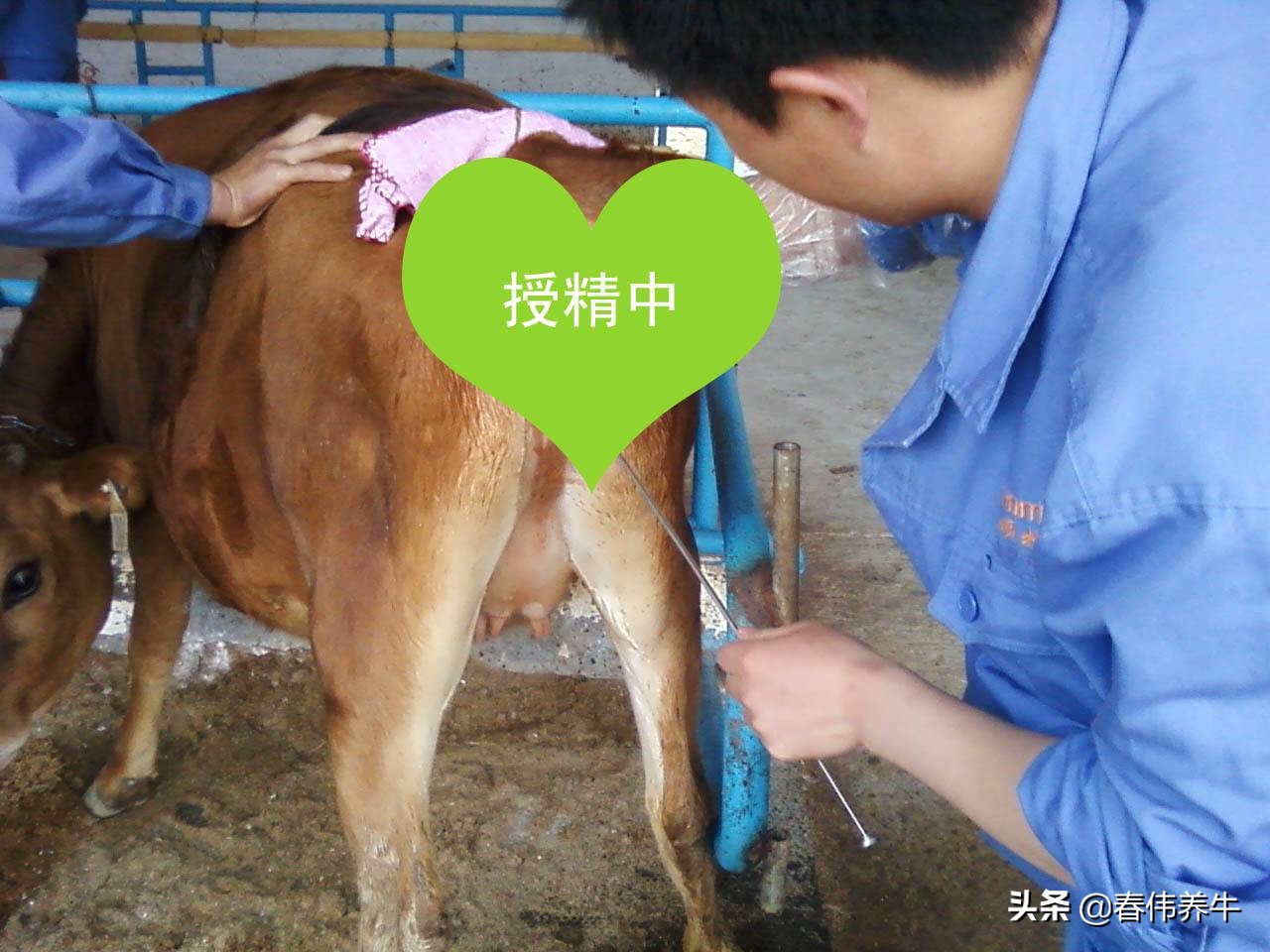 母牛输精适用于采用什么法,母牛输精怎么也装不上是怎么回事