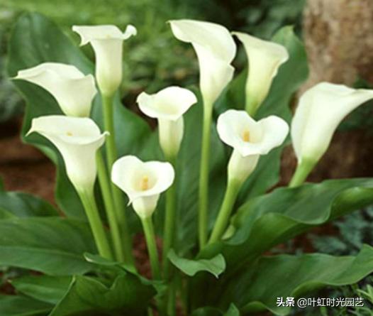 马蹄莲开花期间养护注意什么,马蹄莲的养护要点和方法