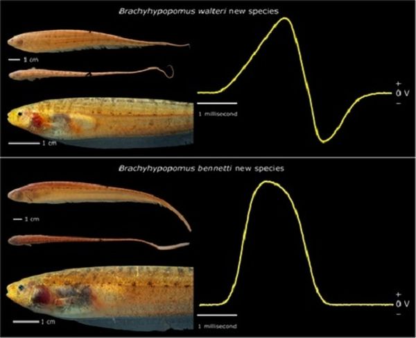 电鳗鱼发电是什么原理,电鱼原理及危害