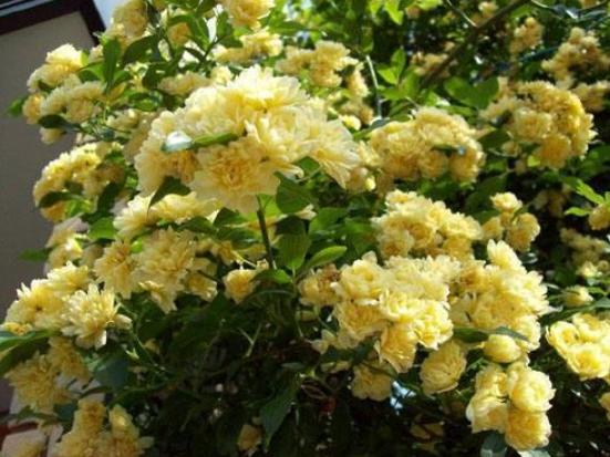 5种植物爱开花,适合北方家里养的32种花