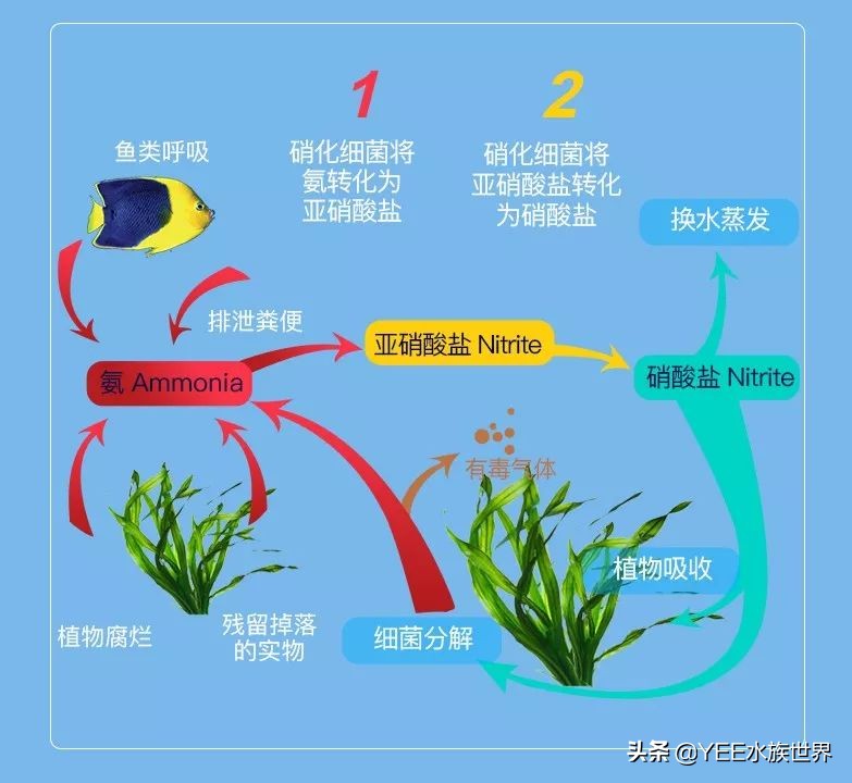 硝化菌能给鱼治病吗,鱼的硝化细菌可以多用吗