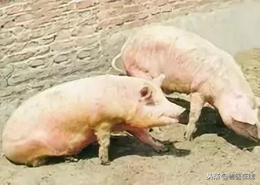 各种猪种的识别,各种猪疾病的视频