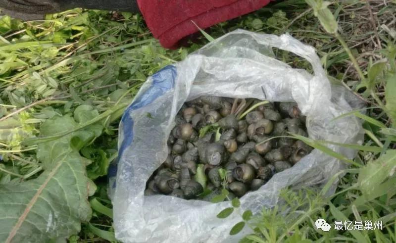 巢湖烔炀河往事,烔炀河老家