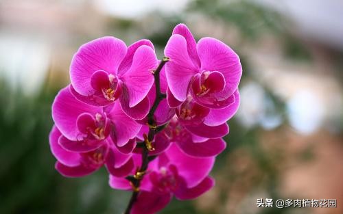 哪种蝴蝶兰最值得买,蝴蝶兰怎么买比较好