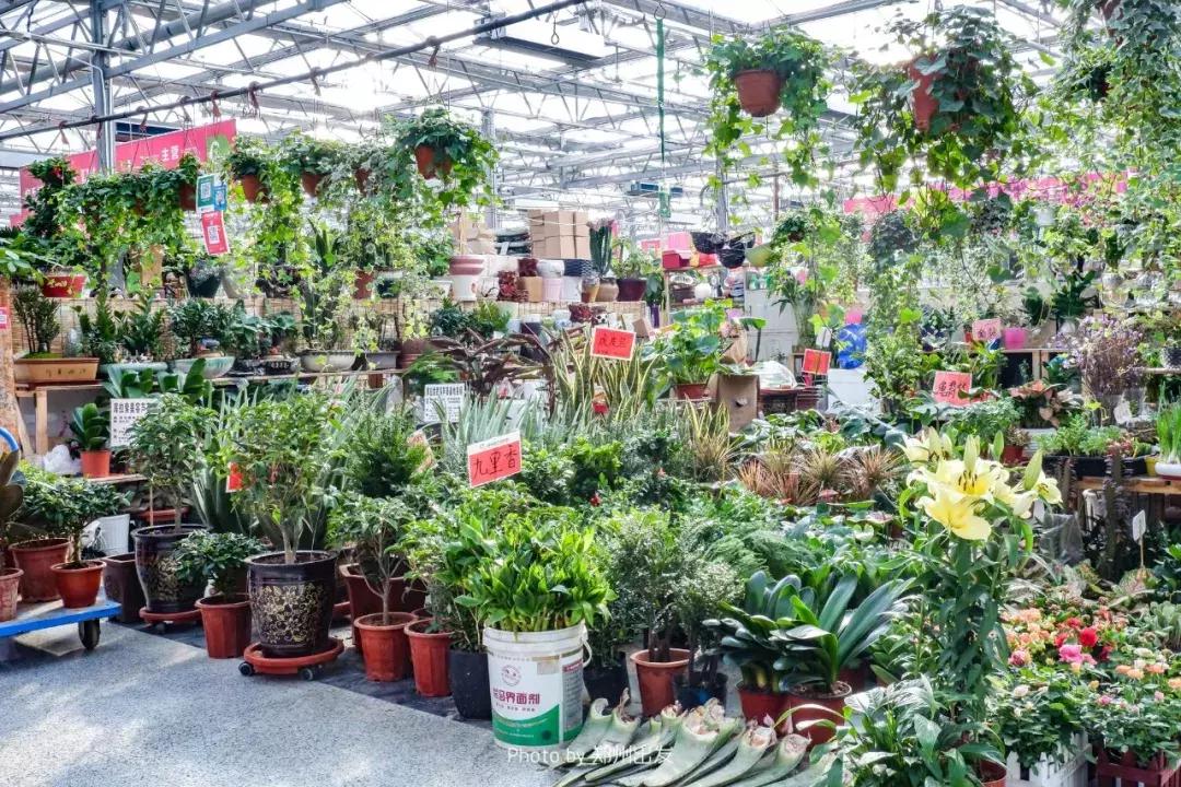 郑州三大花卉市场都是哪个,郑州哪个花卉市场最全