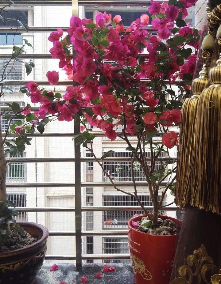 养花新手不知道养什么，就选这几种植物，轻松养爆盆