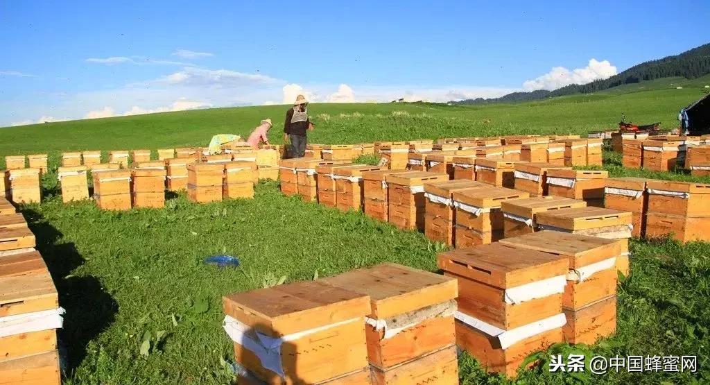 椴树蜂蜜洋槐蜂蜜枣花蜂蜜哪个好,怎么判断蜂蜜是真蜂蜜还是假蜂蜜