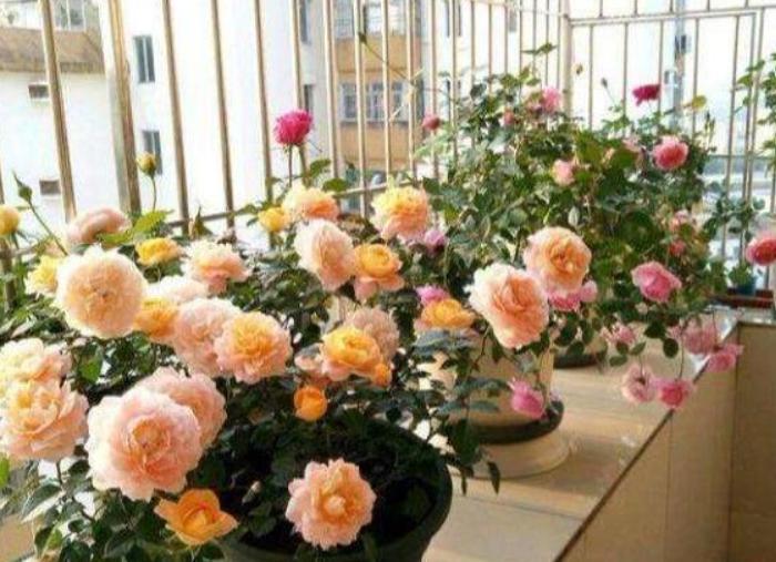 新手养花必须知道的技巧,简单实用低成本自制养花肥料