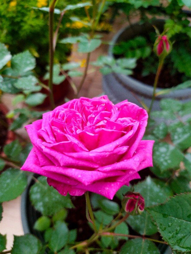不用木头自制花架最简单的方法,请教DIY高手如何自制花架