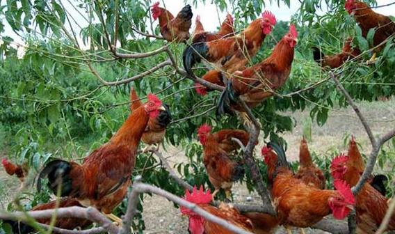 鸡支气管栓塞成功案例,鸡支气管栓塞最快治疗方法