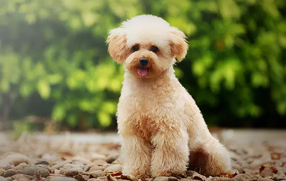 贵宾犬的优点与缺点是什么,贵宾犬串串的缺点和优点