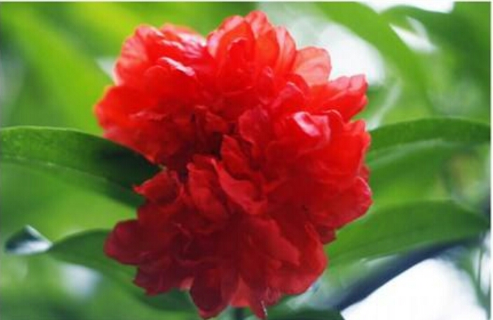 盆栽石榴树什么品种是甜的,石榴树带果实能用水培繁殖