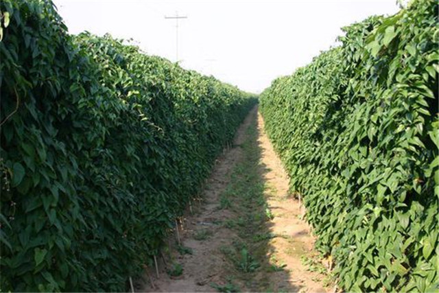 山药槽高产栽培技术视频,山药塑料管栽培技术图片