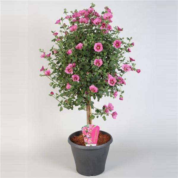 堪称开花机器的4种花,四季开花木本花卉盆栽有哪些品种