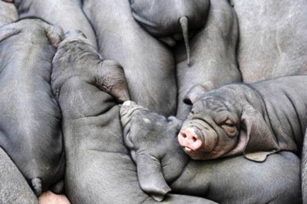 太湖二代小母猪价格,太湖母猪多大可以配