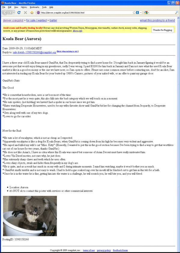 家里养考拉,养考拉的痛苦经历