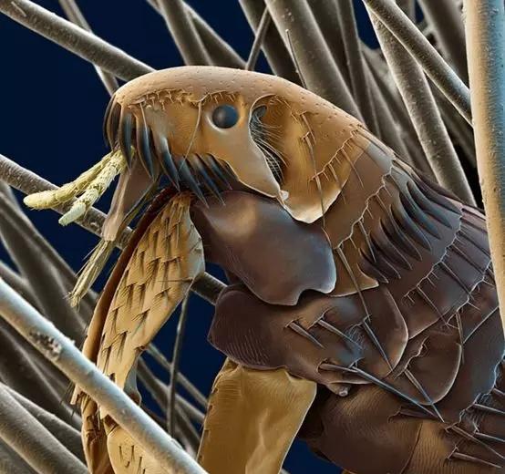 小小跳蚤全部小说,小小的跳蚤