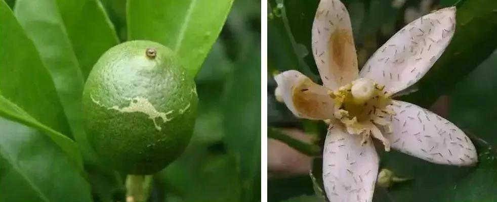 柑橘白色虫子怎么治疗,柑橘象鼻虫怎么彻底消灭